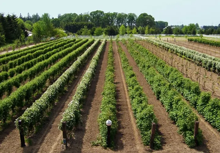 AGRO VERDE SOLNA